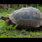 [ Giant Tortoise ]