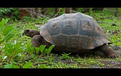 [ Giant Tortoise ]