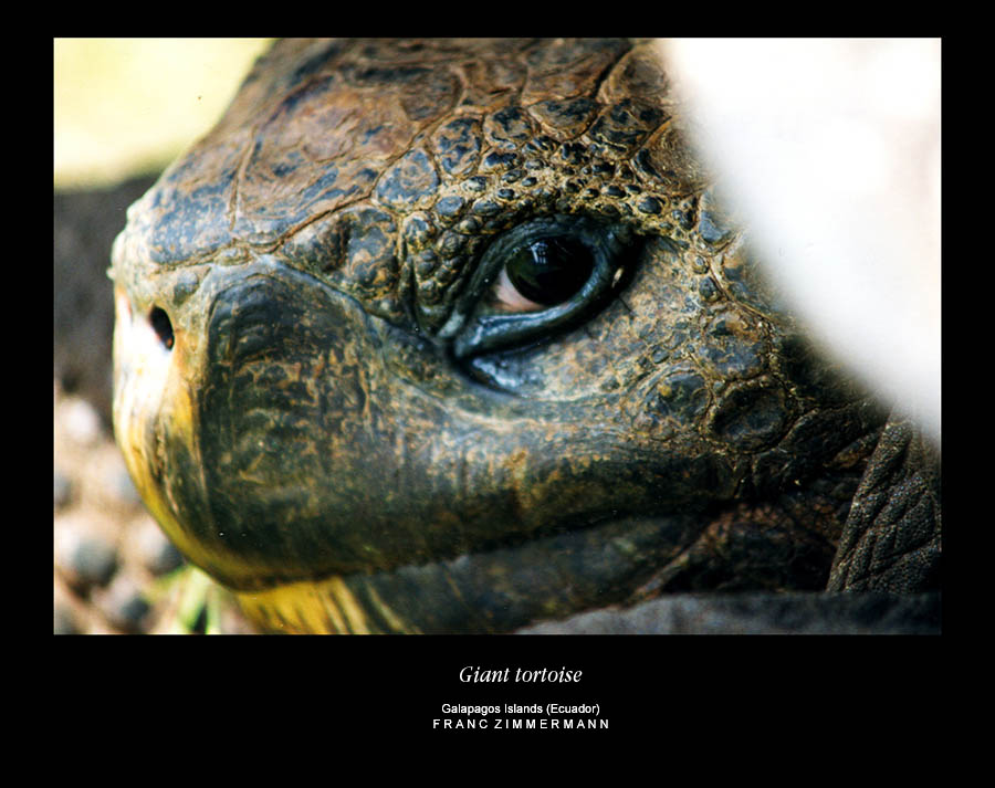 Giant tortoise on Galapagos Islands