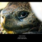 Giant tortoise on Galapagos Islands