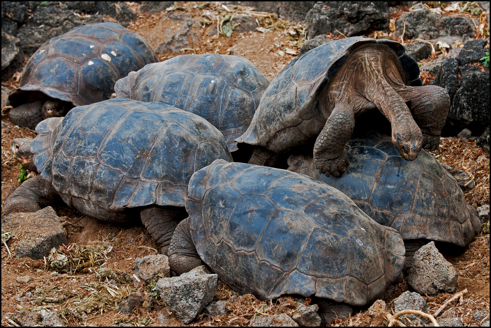 [ Giant Tortoises ]