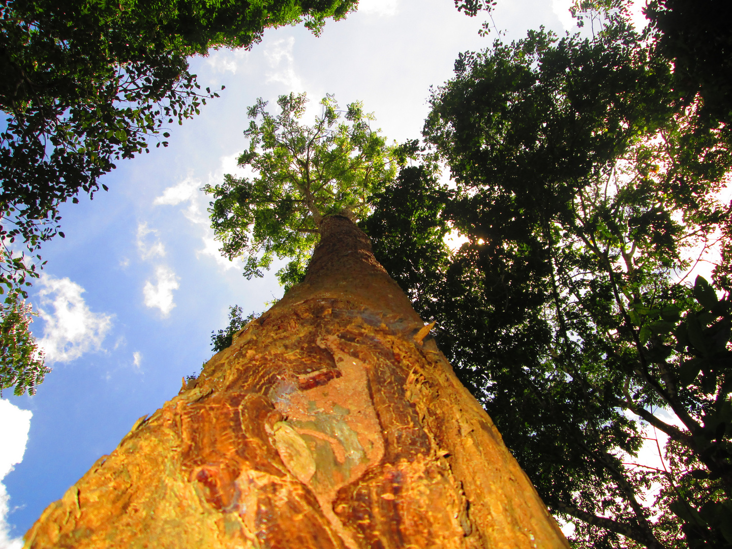 giant tree