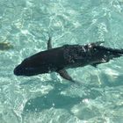 Giant Trevally