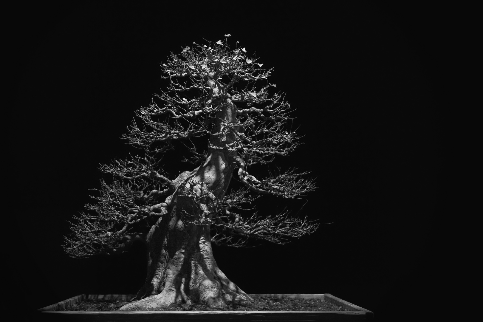 Giant Trident Maple Bonsai