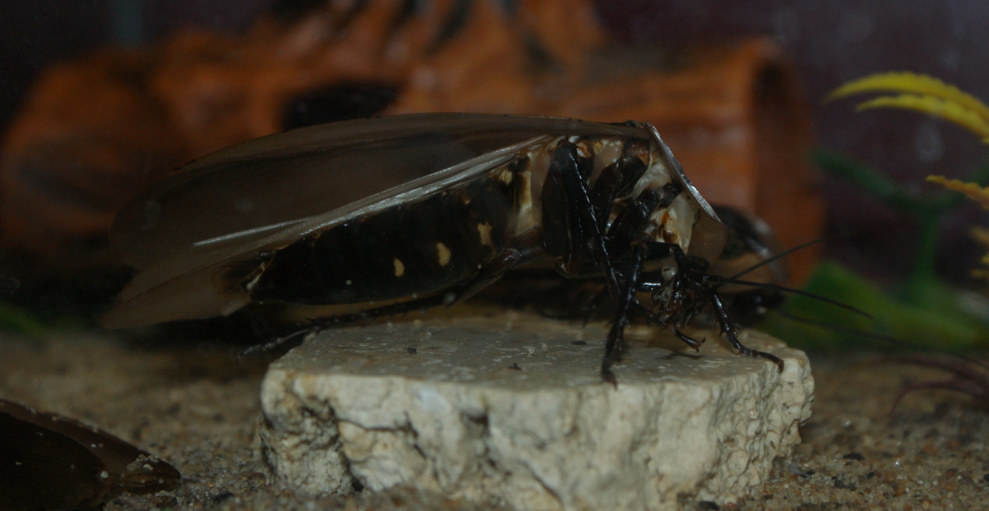 Giant Tropical Cockroach