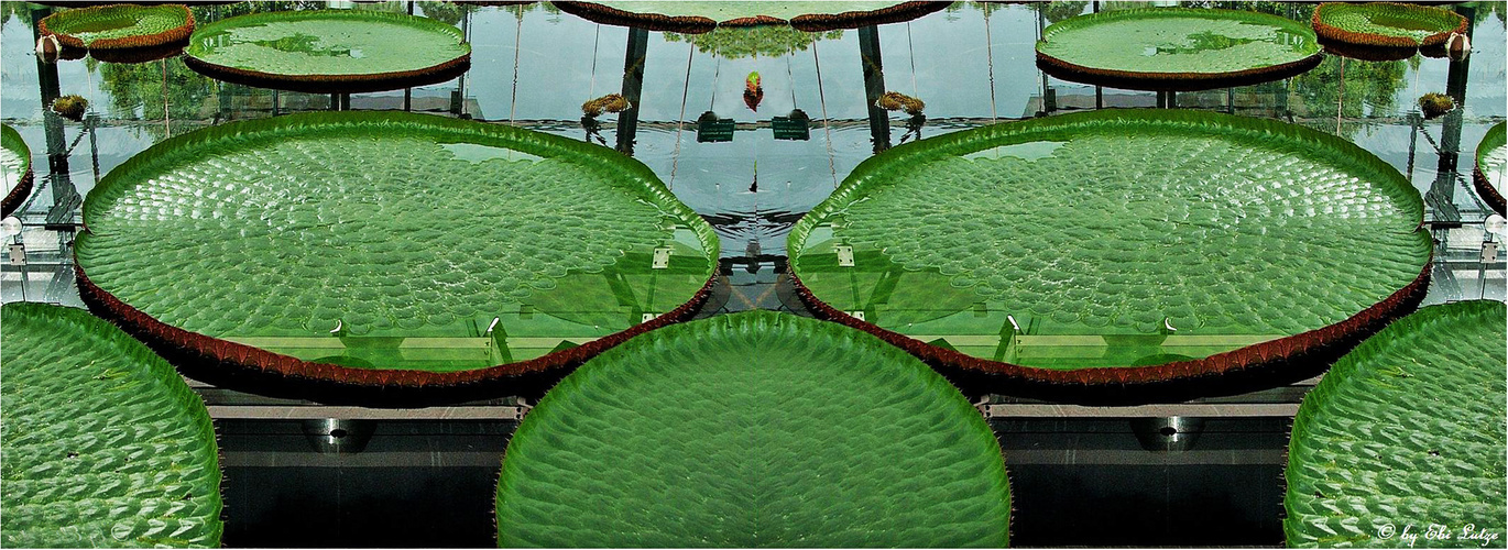 * giant water lilies / Botanic Garden Adelaide *