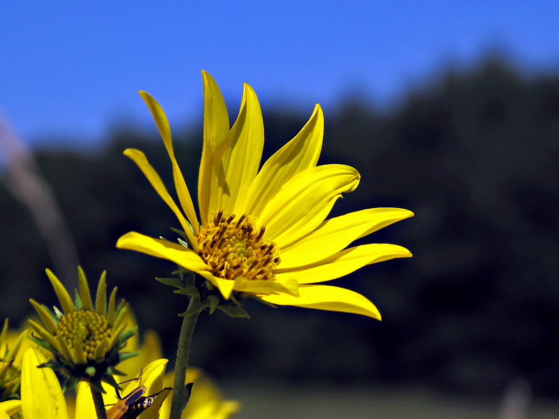 Giant Wild Sunflower