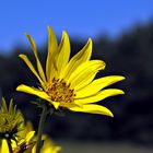 Giant Wild Sunflower