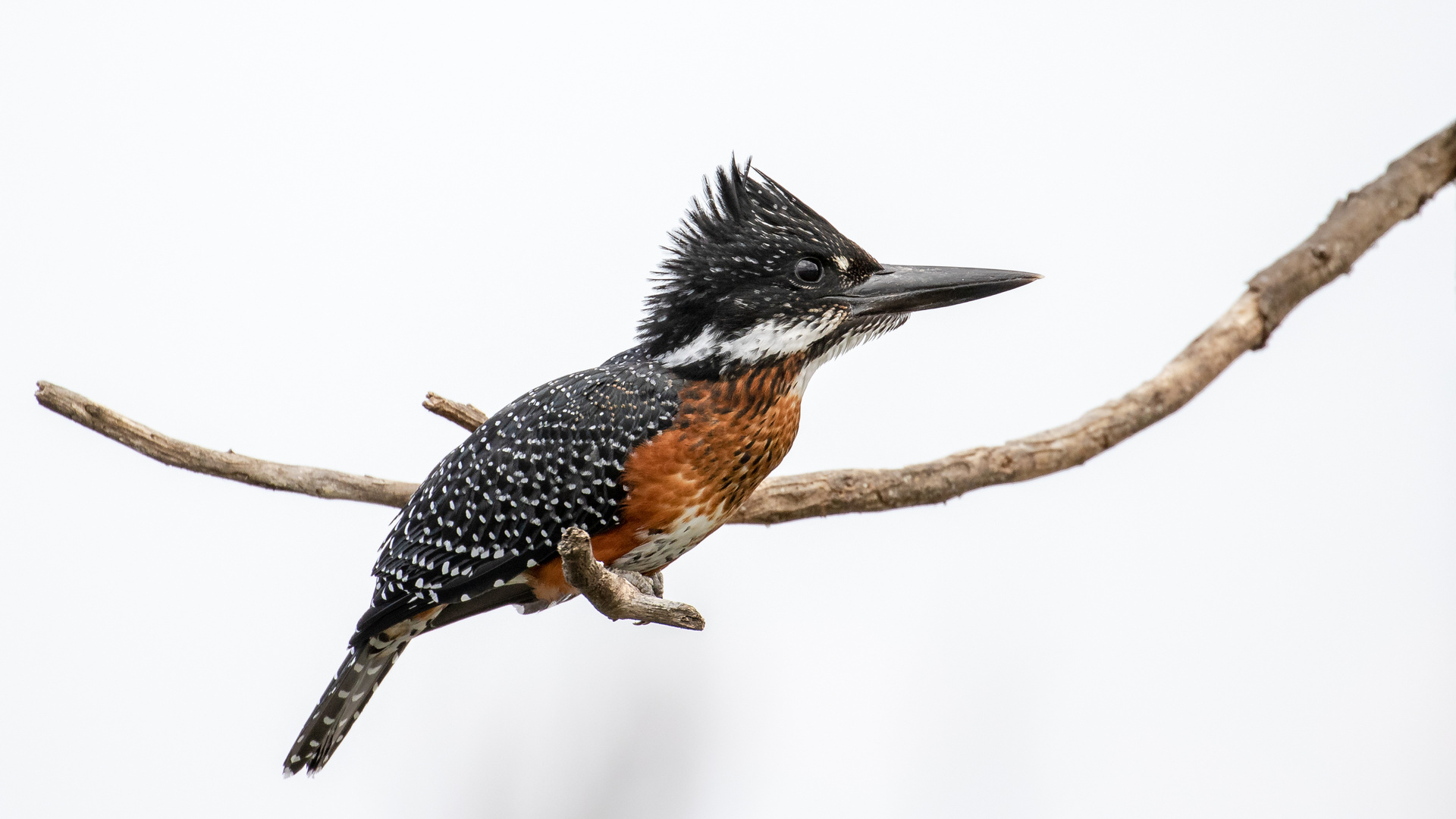 giantkingfisher 