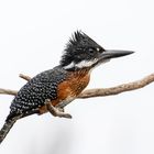 giantkingfisher 