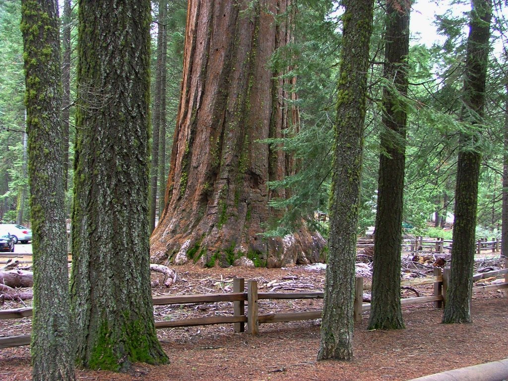 Giants (1) - Die Riesenbäume im Yosemite Nationalpark