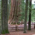 Giants (1) - Die Riesenbäume im Yosemite Nationalpark