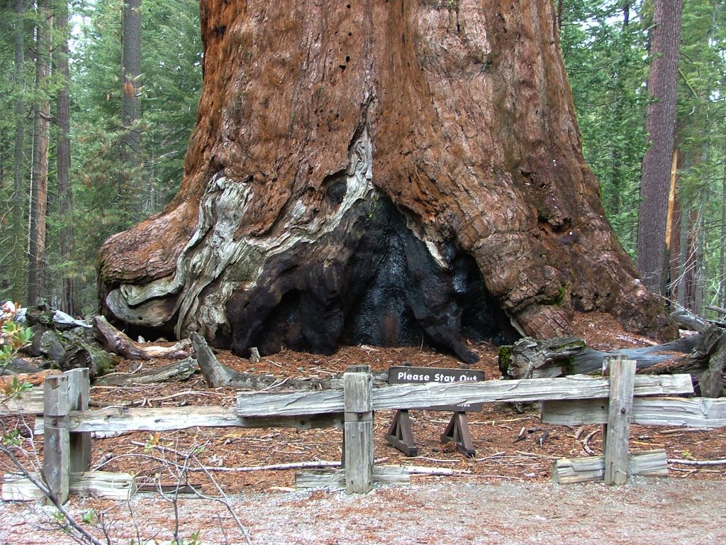 Giants (2) - Die Riesenbäume im Yosemite Nationalpark