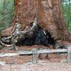 Giants (2) - Die Riesenbäume im Yosemite Nationalpark