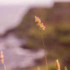 Giant's Causeway