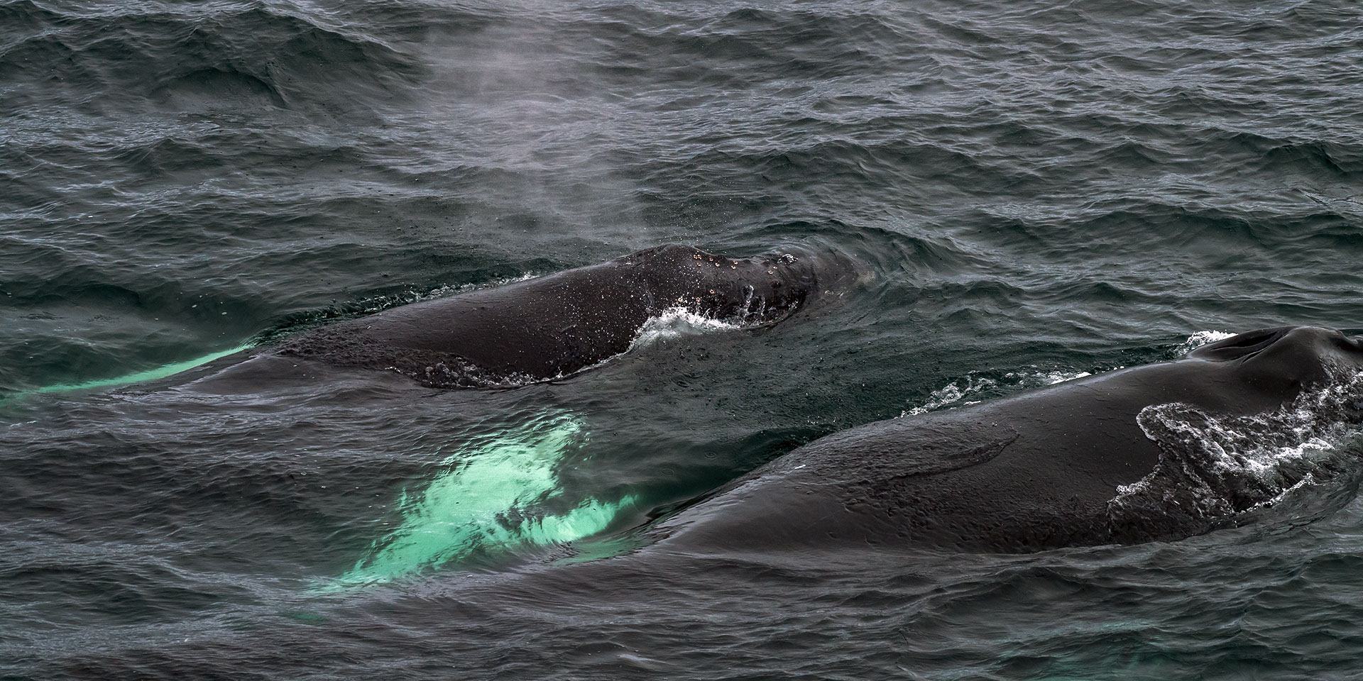 Giants of the Sea