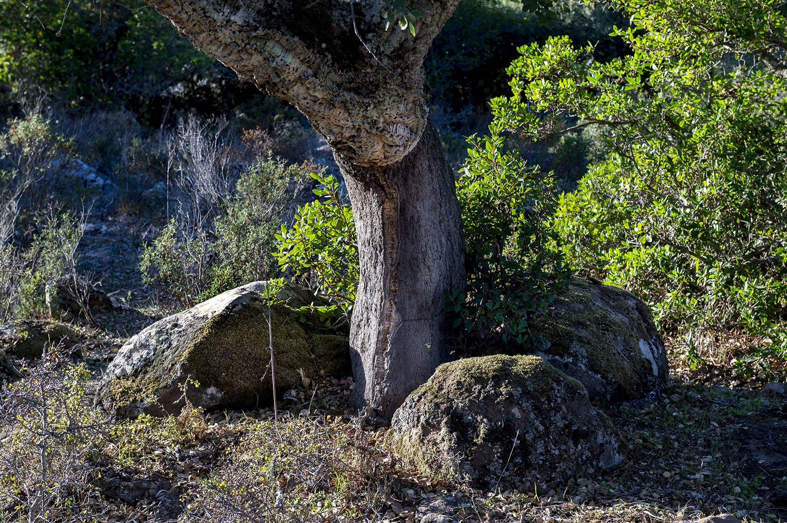 Giara de Gesturi