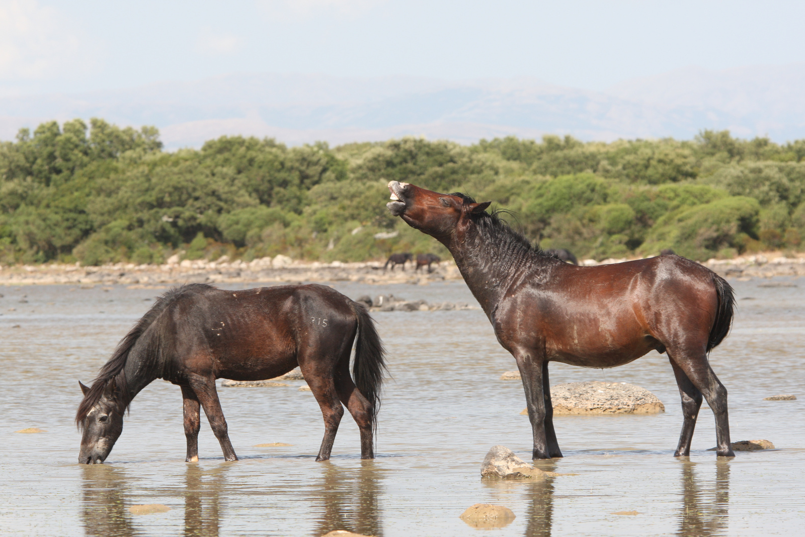 Giara-Wildpferde auf Sardinien