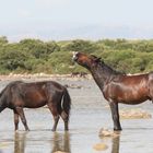 Giara-Wildpferde auf Sardinien