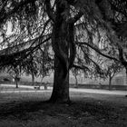 Giardini del castello, Pavia