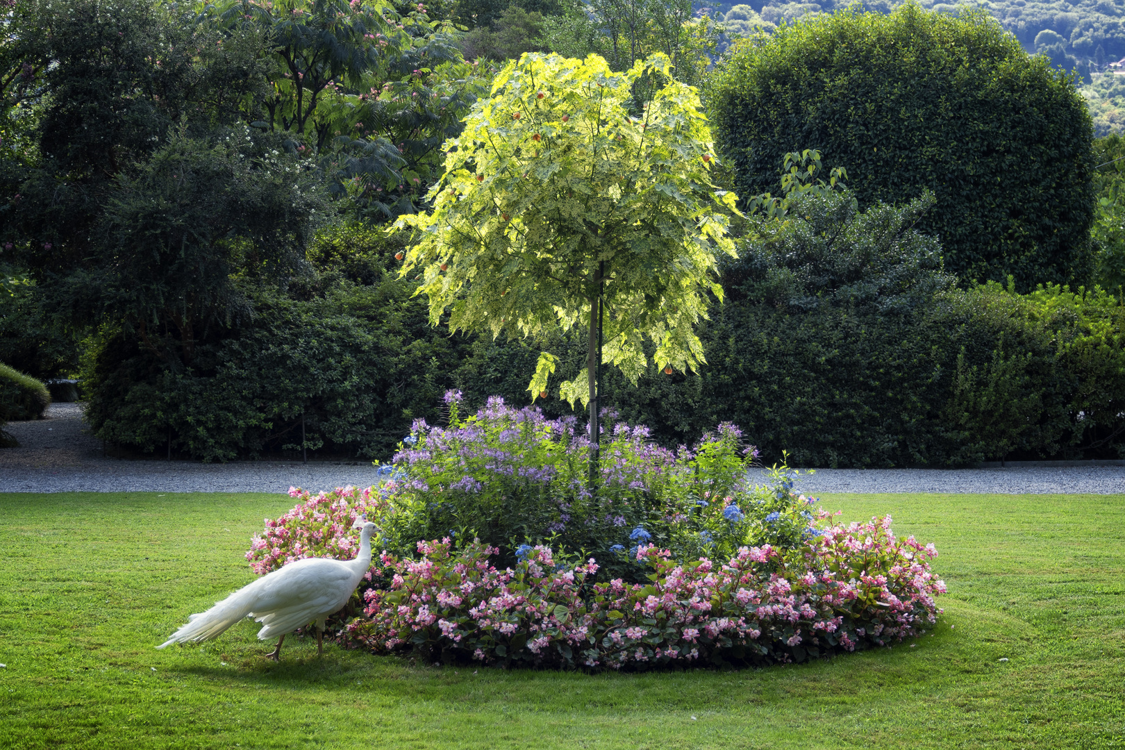 Giardini dell'Isola Bella