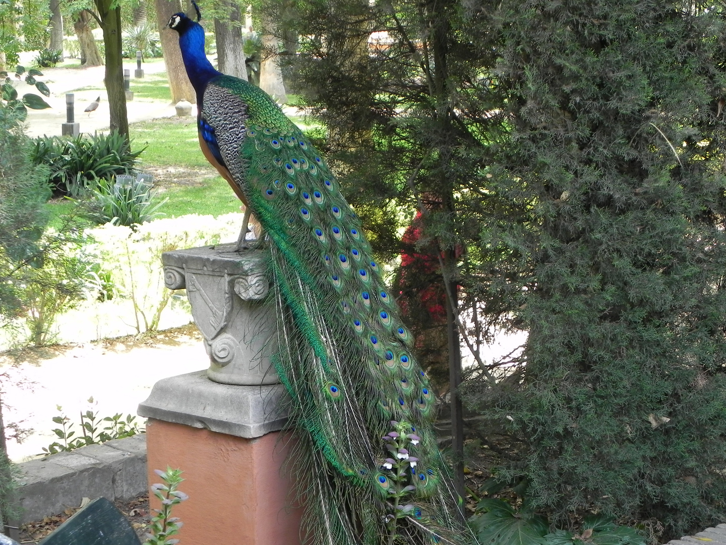 GIARDINI DI ALCAZAR - SIVIGLIA