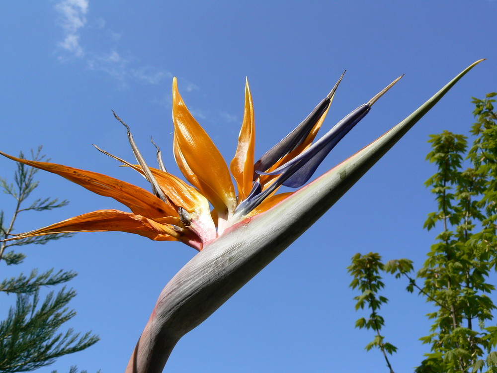 Giardini di Trautsmanndorff Merano