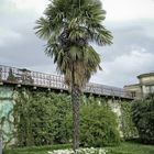 Giardini fiorentini