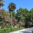 Giardino Bellini Runde