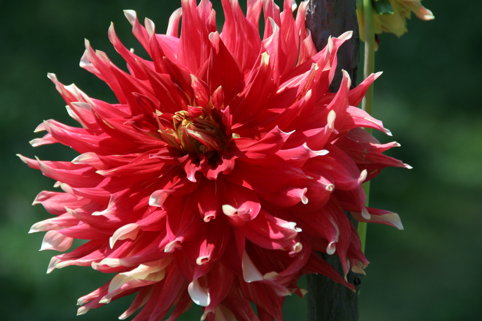 Giardino Botanico di Villa Taranto 1