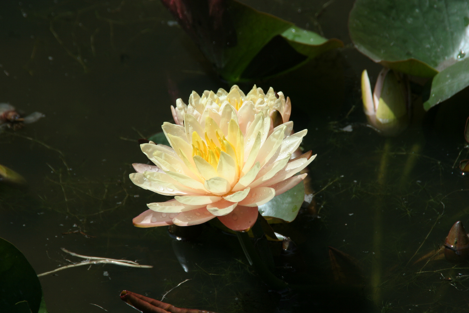 Giardino botanico di Villa Taranto 2