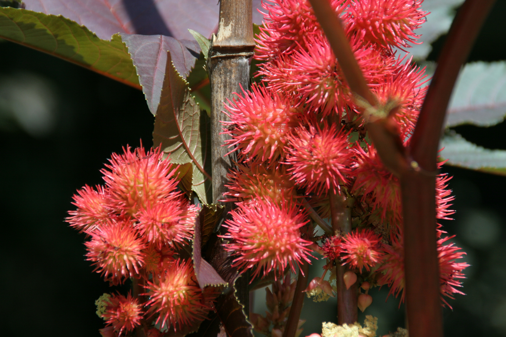 Giardino Botanico di Villa Taranto 3