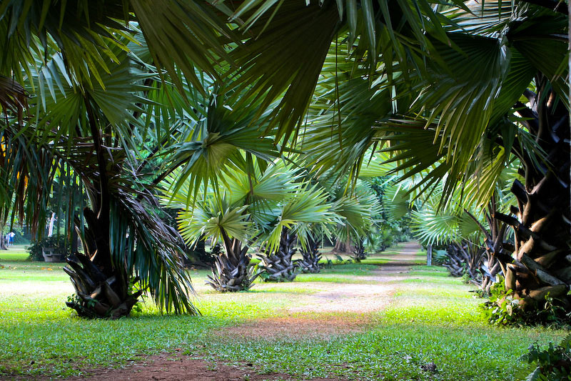 Giardino Camerun 2008