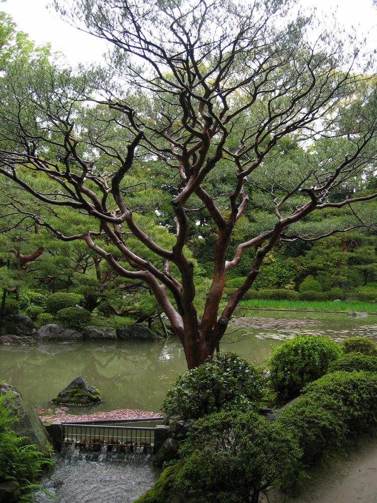 Giardino di ciliegi a Kyoto