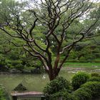 Giardino di ciliegi a Kyoto