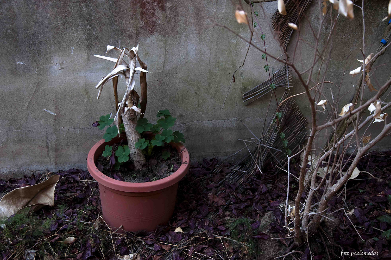 giardino dimenticato