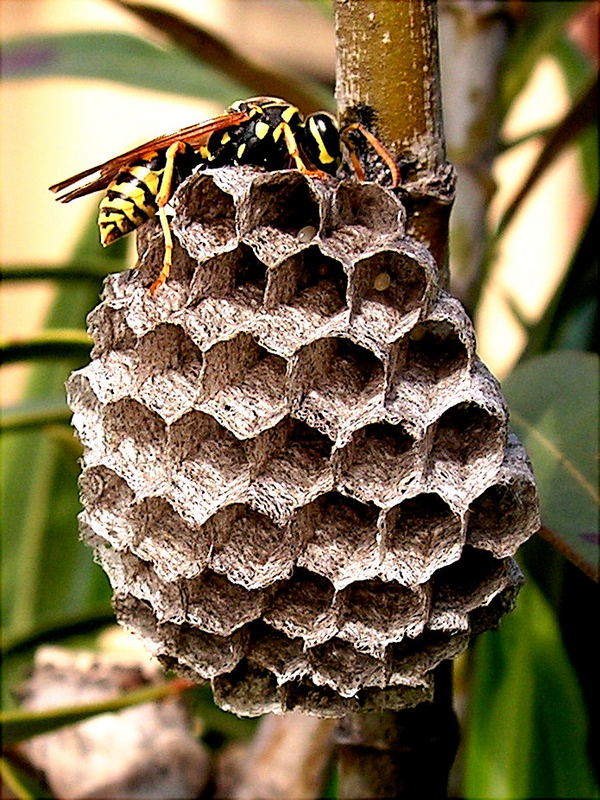 "Giardino d'Infanzia" sull'oleandro