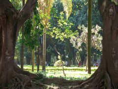 Giardino in cornice Parque da Luz, S.Paulo , Brasil