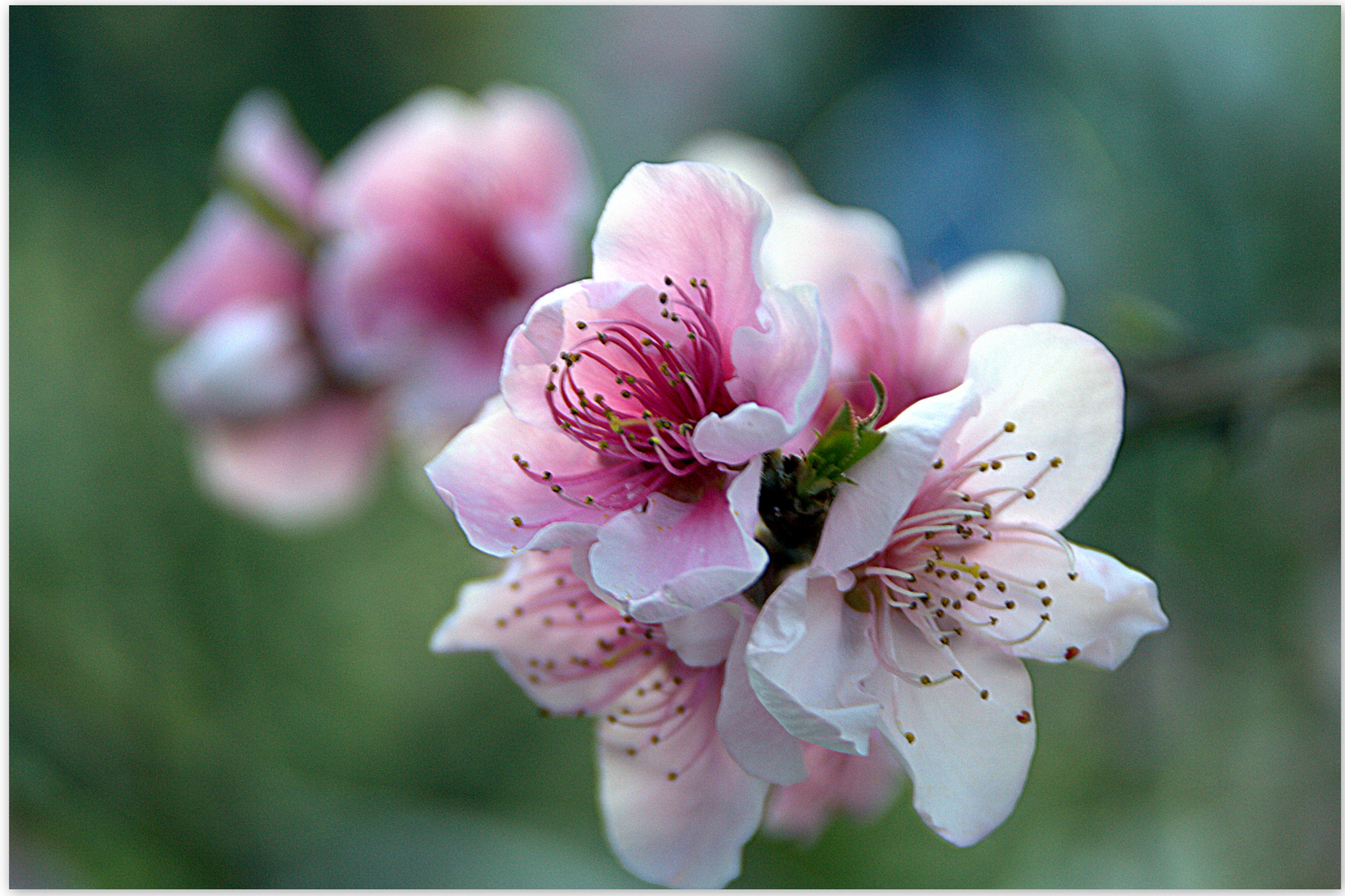 giardino in fiore....