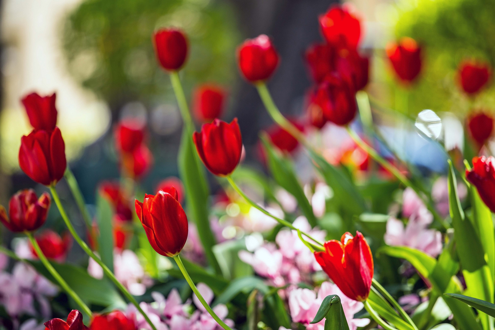 Giardino primaverile