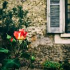 GIARDINO VECCHIO FA ROSE BUONE