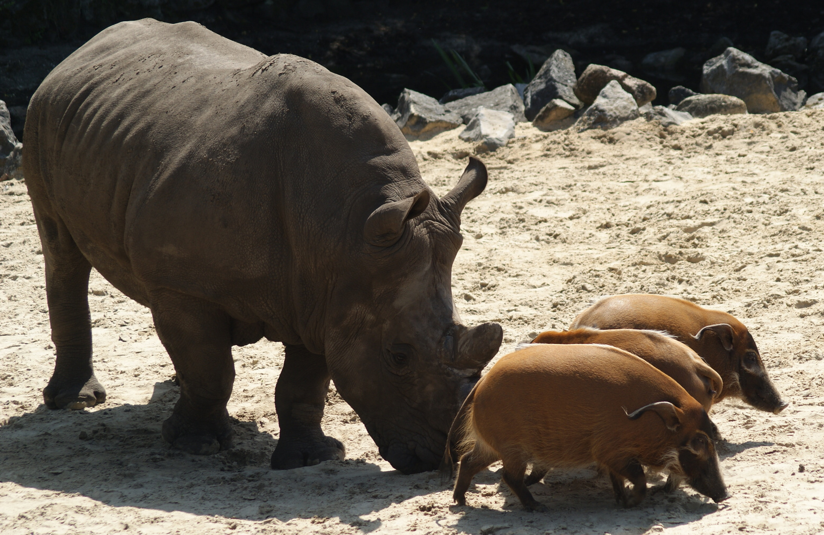 "Gib auf, das Nashorn ist stärker!"