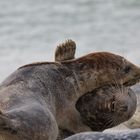 Gib auf, Robbi, ich hab dich im Schwitzkasten!