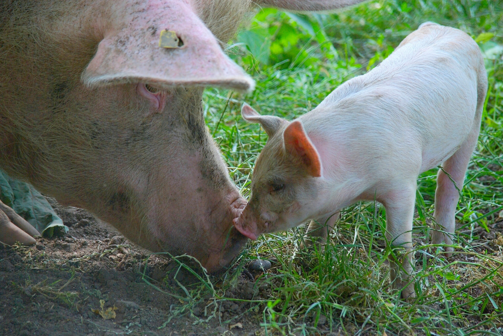 Gib Bussi, Schweinchen