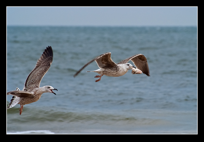 gib das her! - hols dir doch!