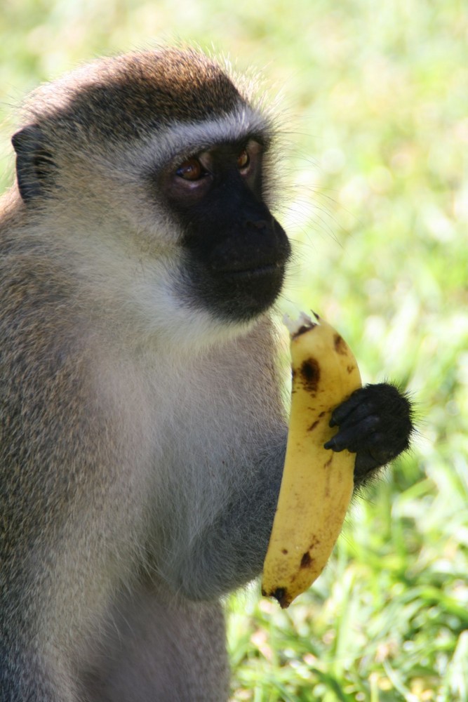 Gib dem Affen Zucker! Ne, nur Bananen!