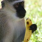 Gib dem Affen Zucker! Ne, nur Bananen!