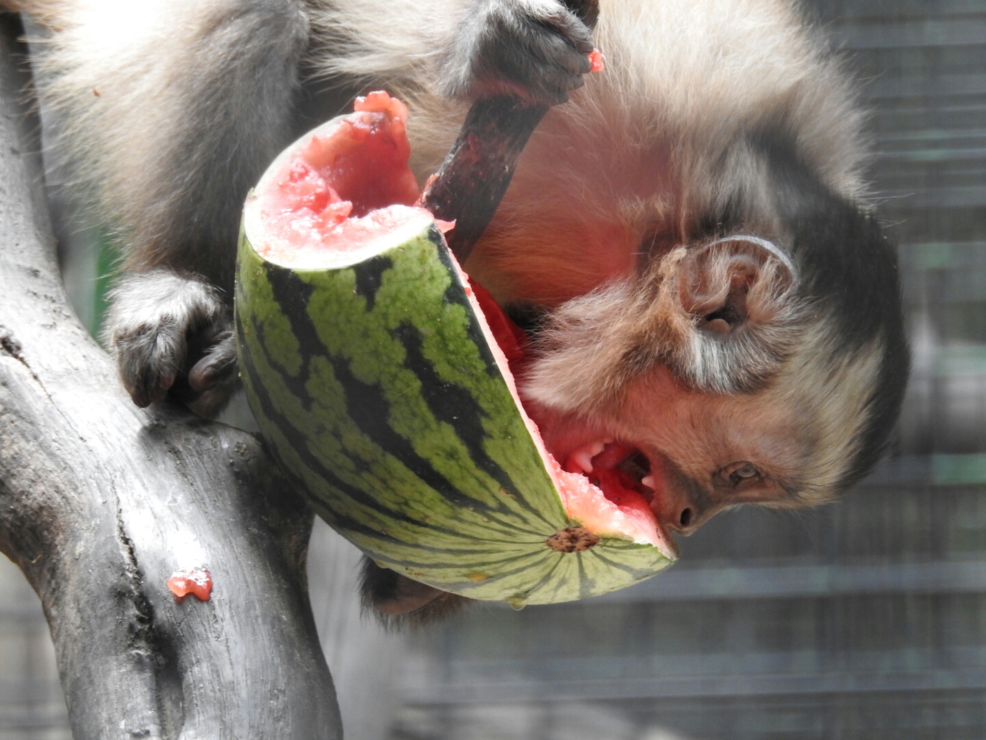 Gib dem Affen Zucker, nein Melone... :0)