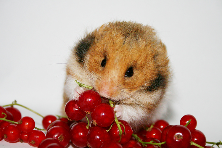 Gib jetzt endlich die Beeren her...