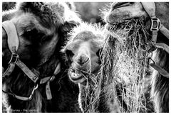 Gib mir auch was ...